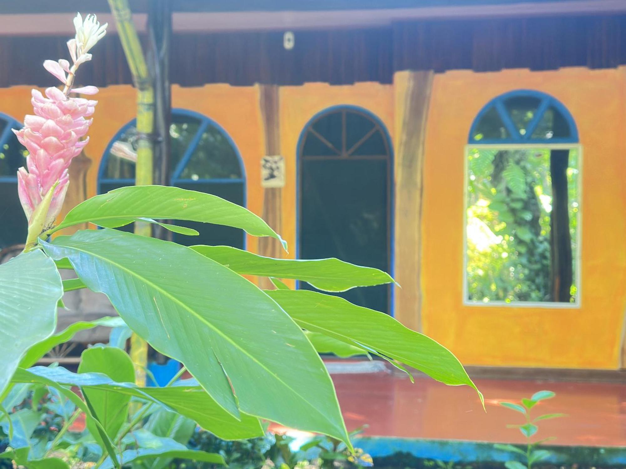 La Palapa Hut Nature Hostel Puerto Jiménez Exterior foto